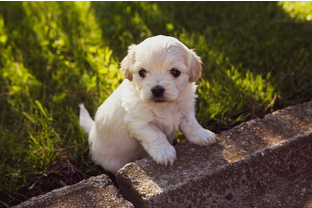 Dog Poop Pickup in New Baltimore Michigan