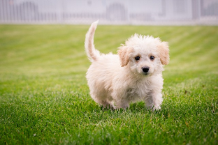 Dog Poop Pickup in New Baltimore Michigan