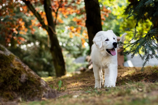 Dog Poop Pickup in New Baltimore Michigan