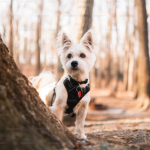 Dog Poop Pickup in New Baltimore Michigan